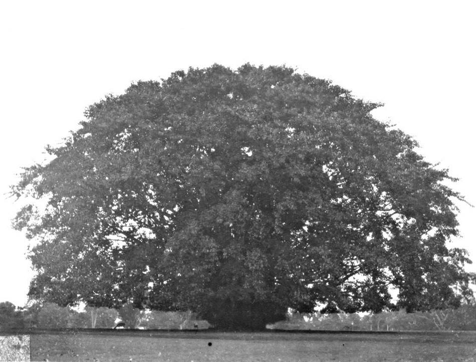 A big tree in the Palace’s garden (Appended from the author’s private album)