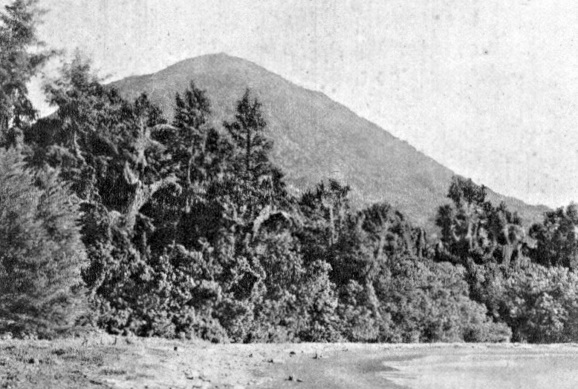 View of the vegetation on Krakatau in 1924 (Dammerman, K. W., Fourth Pacific Science Congress Java 1929 - Preservation of Wild Life and Nature Reserves in the Netherlands Indies)