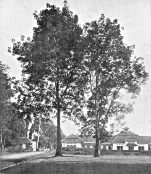 The two oldest Hevea-rubber trees in the East-Indies, raised from the first generation of seedlings imported in 1876 (Gent, L. F. van, Penard, W. A., Linkes, D. A., Gedenkenboek voor Nederlandsch-Indie van H. M. de Koningen 1898-1923, G. Kolff & Co., Batavia - Weltevreden - Leiden).