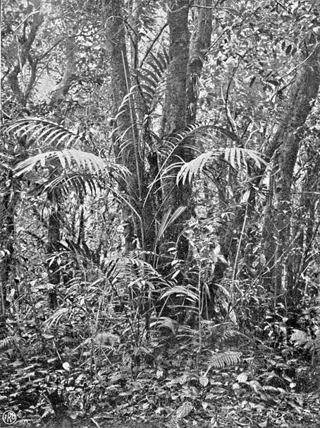 View of the jungle in the nature reserve Tjibodas at an altitude of 1550m (.Dammerman, K. W., Fourth Pacific Science Congress Java 1929: Preservation of Wild Life and Nature Reserves in the Netherlands Indies”)