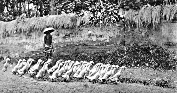 The parade of ducks (Gotthard, Schuh, Inseln der Goetter - Java, Sumatra, Bali, Buechergilde Gutenberg, Zurich 1954)