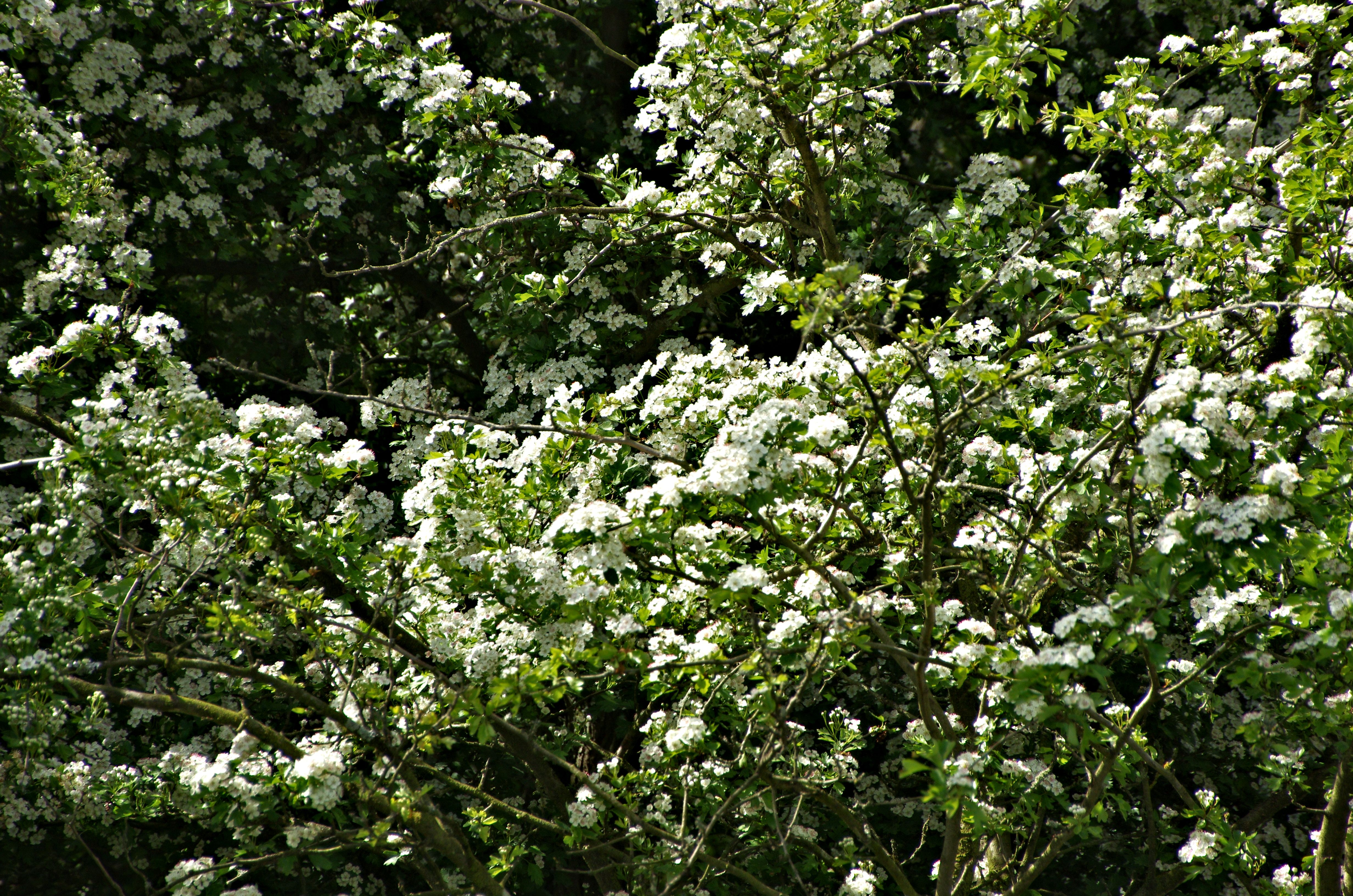 Mayflower. St Albans (2014-05-15.). May is indeed the month of mayflower. Small lovely flowers bloomed in profusion everywhere. メイフラワー,。セント・アルバンス。5月は正にメイフラワーの月，イングランドの至る所で小さな白い花が緑の若葉と競って咲乱れていた。