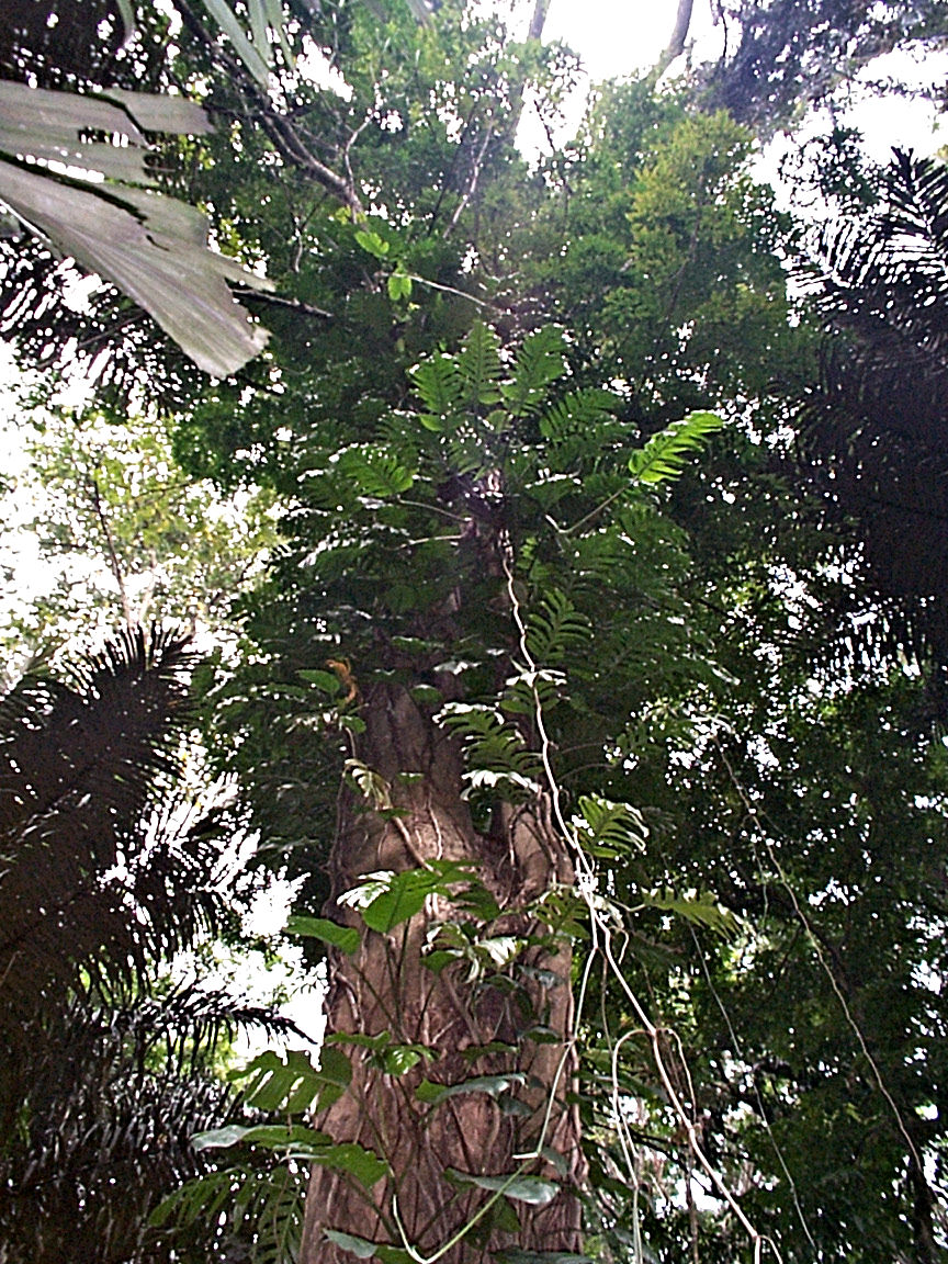 The oldest rubber tree in Indonesia at Bogor Botanical Garden (2000-10-02.), a ssecond generation of Hevea Brasiliensis that had arrived in Asia in 1877 from the Kew Garden, London. The age is probably 90-110 years. インドネシアで最高齢のゴム樹。1877年にロンドンの Kew Garden から送られた Hevea Brasiliensis 苗木からの第２世代，恐らく 90－110歳。