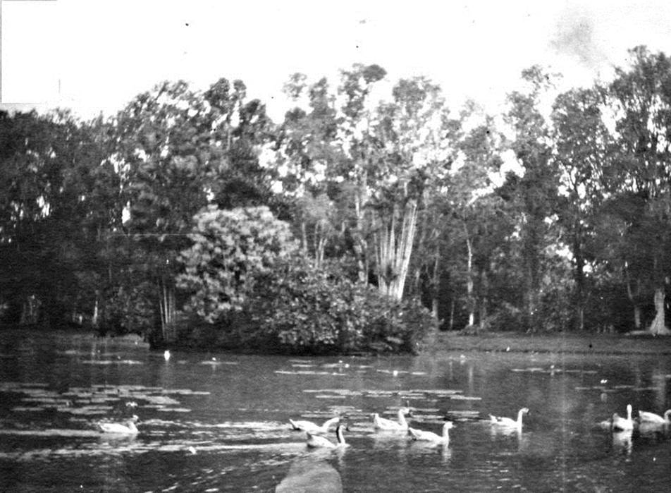 Angsa-angsa di danau di dalam Kebun Botani Buitenzorg (Diambil dari album pribadi penulis)