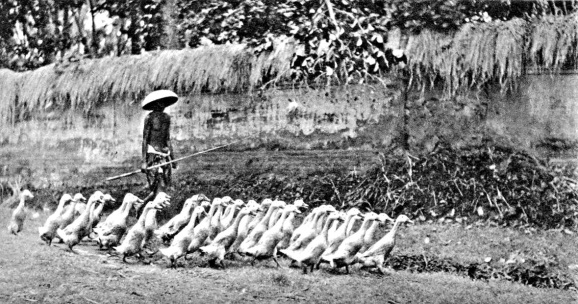 Barisan itik. Gotthard, Schuh, Inseln der Goetter - Java, Sumatra, Bali, Buechergilde Gutenberg, Zurich 1954.