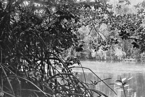 Hutan bakau di sepanjang kali Pasoeroean. Beumée, G. B., Fourth Pacific Science Congress Java 1929 - Excursion Guide, Chapter 1.