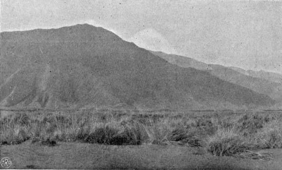 Dasar (atau lautan pasir) yang ditumbuhi Festuca nubigena JUNGH. Beumée, J. G. B., Fourth Pacific Science Congress Java 1929 - Excursion Guide, Chapter 16.